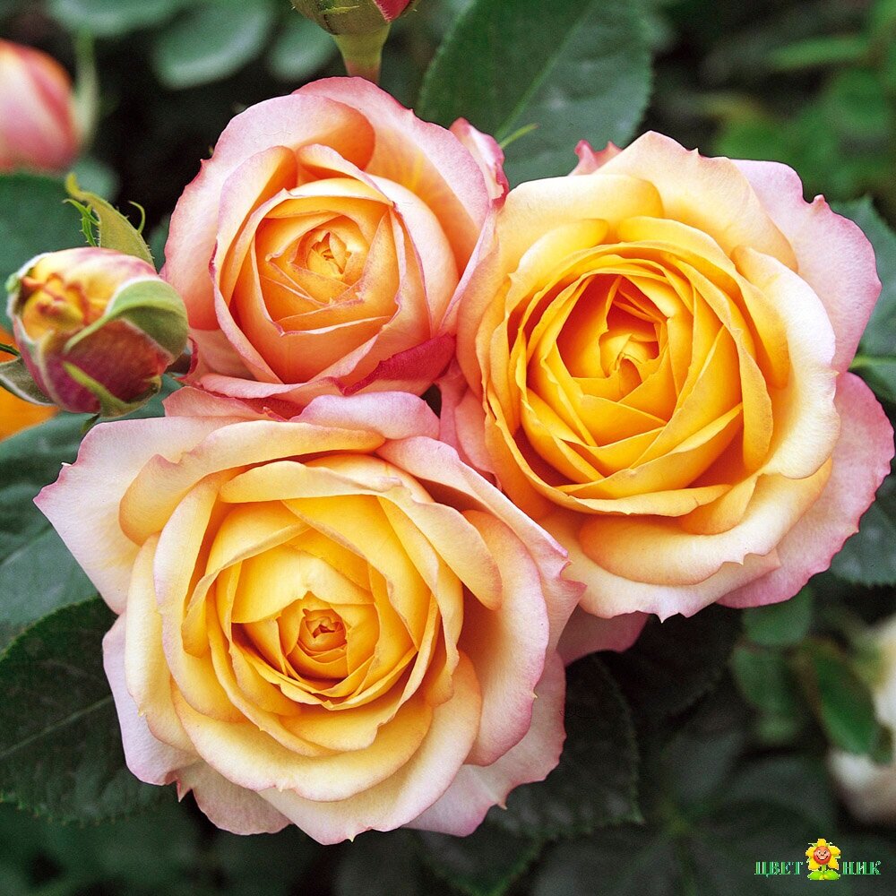 Бордюрные розы: 20 лучших сортов с описанием и фото - выбирайте и создавайте прекрасные клумбы
