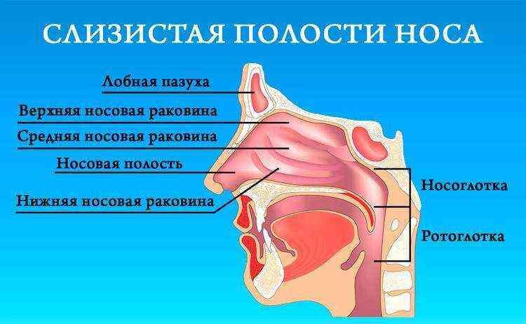 слизистые оболочки носа. пересыхание слизистых оболочки носа. аллергический ринит в носу. нос крупным планом. высохшую слизистую носа.