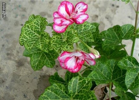 Фото: Анна М для forum.pelargonium-club.ru