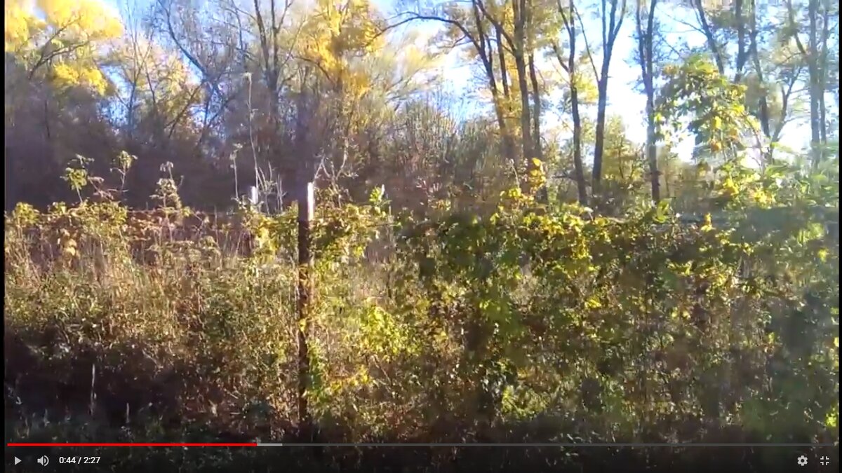 Вот такие заросли и лес вокруг дачи, фото с видео, с моего канала на Ютуб