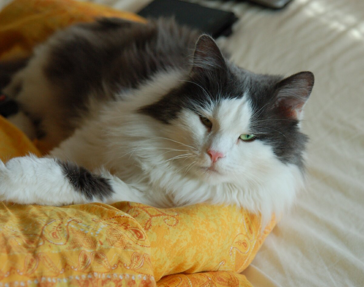 Боевого котика Мишку я приучила вычесываться в семь лет