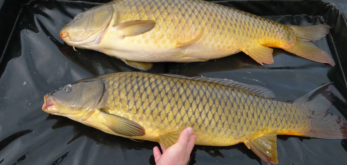 Карп амур. Амурский сазан. Белый Амур Карп сазан. Сазан (Cyprinus Carpio). Сарбоянский Карп.