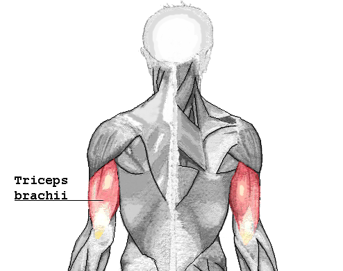 Triceps brachii muscle