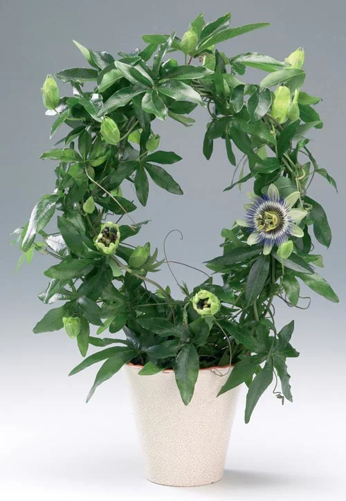 Пассифлора голубая.