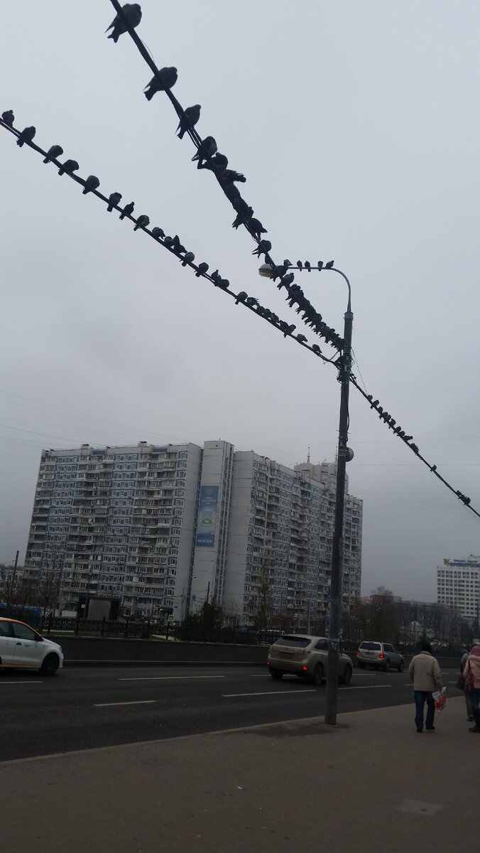 Голуби которые дарят счастье!