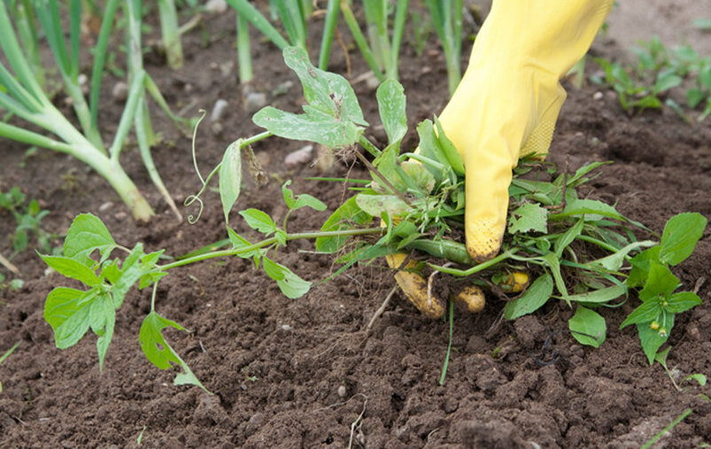 Прополка сорняков в сухую погоду. Тяни - когда мокро, режь - когда сухо.
