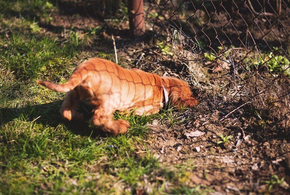 https://cdn.pixabay.com/photo/2017/11/11/17/33/dogs-2939691_960_720.jpg