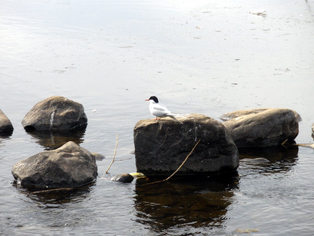 Мое Заполярье