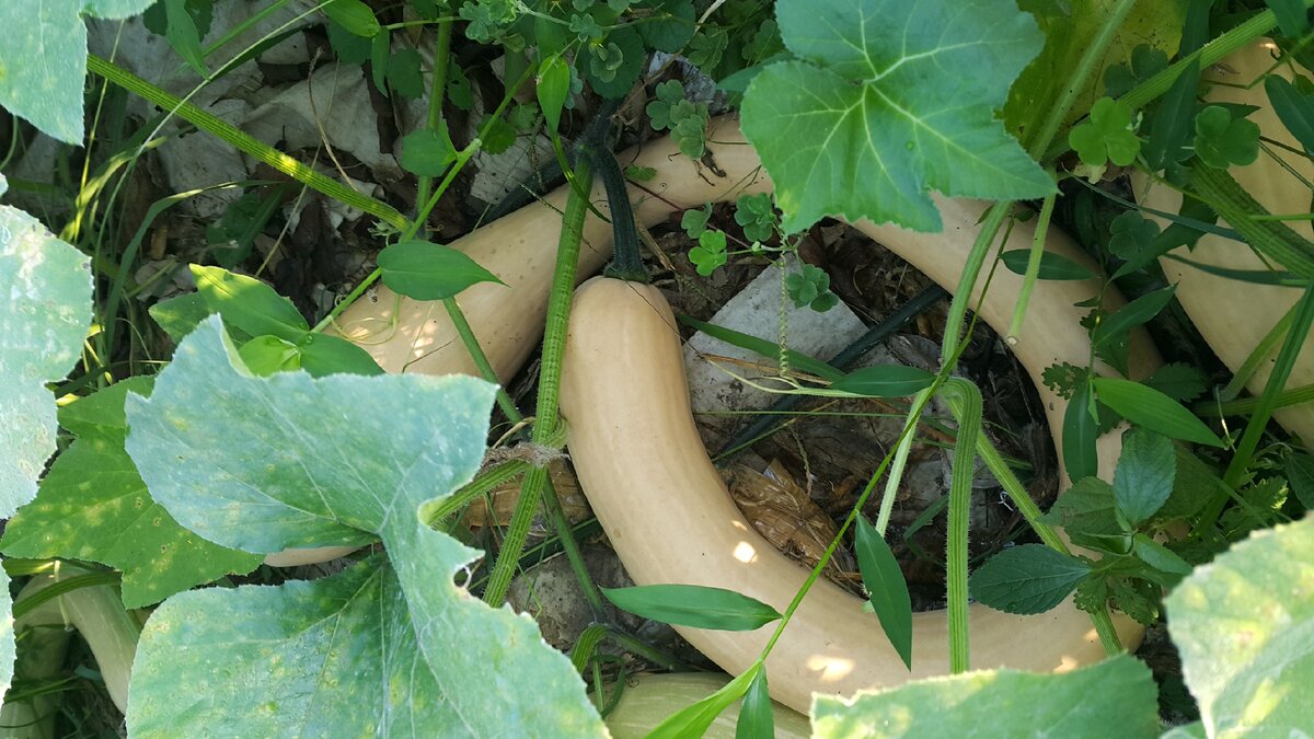 тыква тромбон