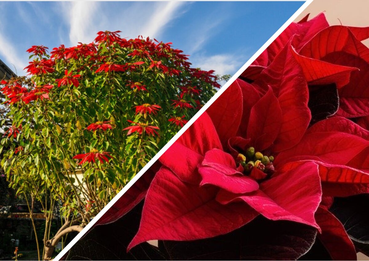 Изображения взяты с сайтов www.northcyprusinform и Pixabay.