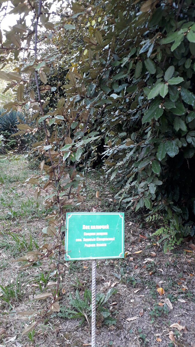 Дендрологический парк в Адлере