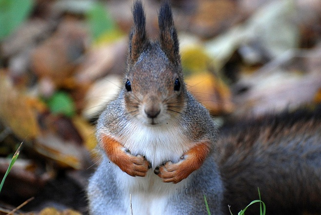 Фото: ru.wikipedia.org, Andrey from Russia