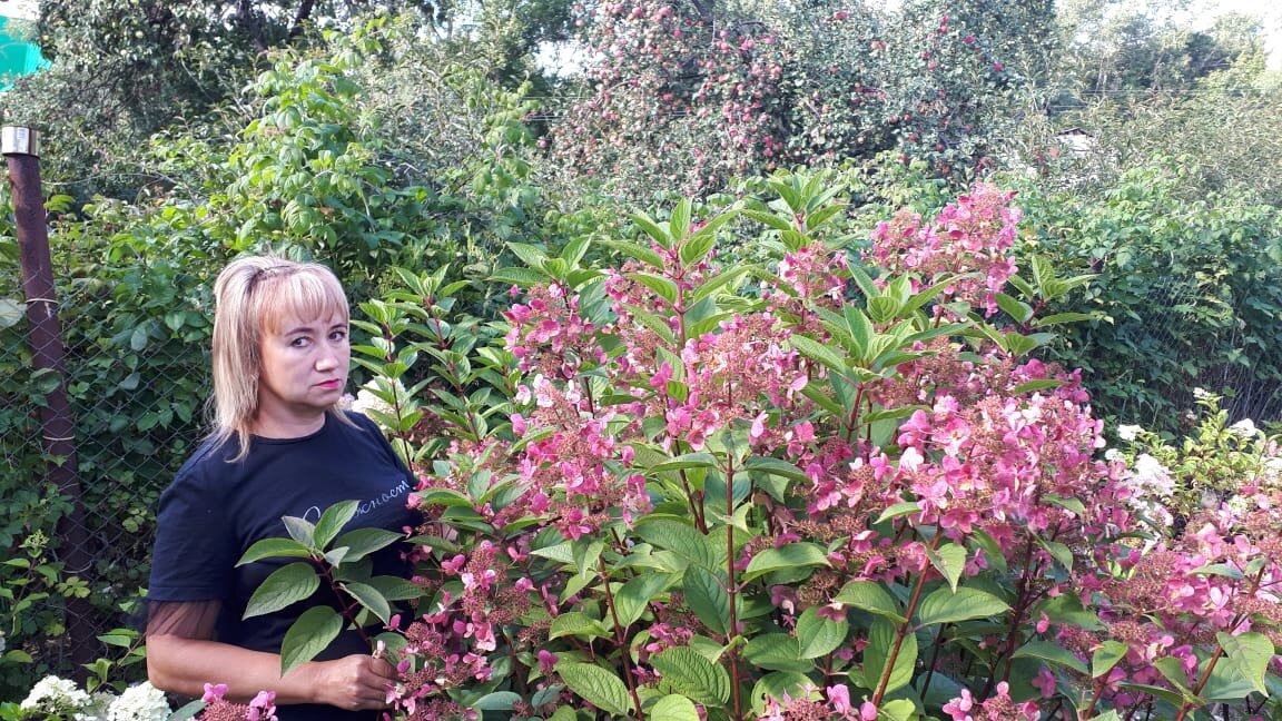 Ред вингс фото гортензия и описание