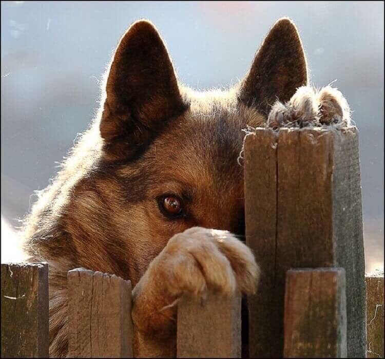 Собаке нужно было просто объяснить.....