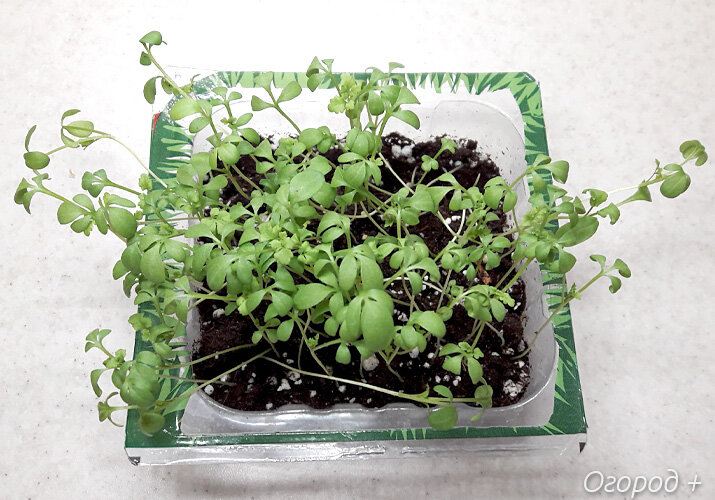 Микрозелень кресс-салата. Примерно такая порция идет на один прием пищи.