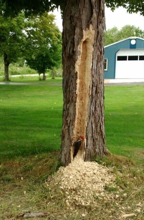 Картинка из свободного доступа