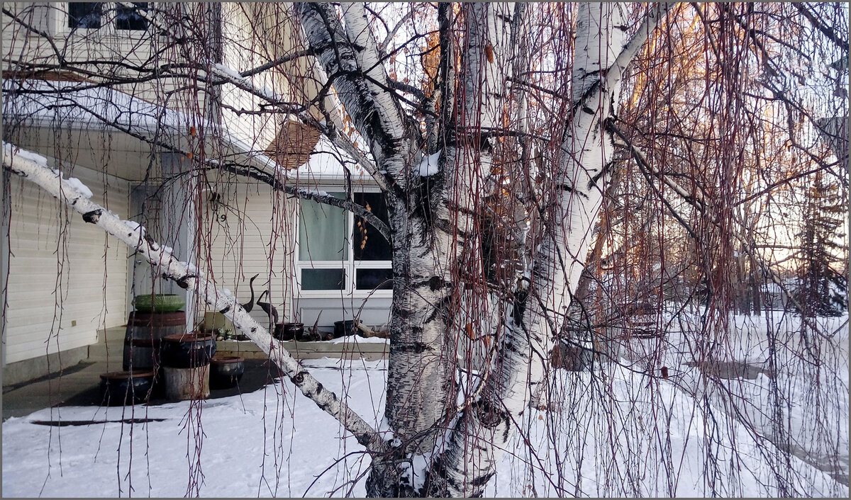 Канадская береза