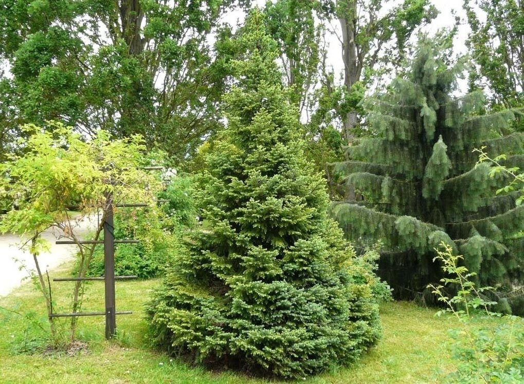 Сербская ель (Picea omorika)