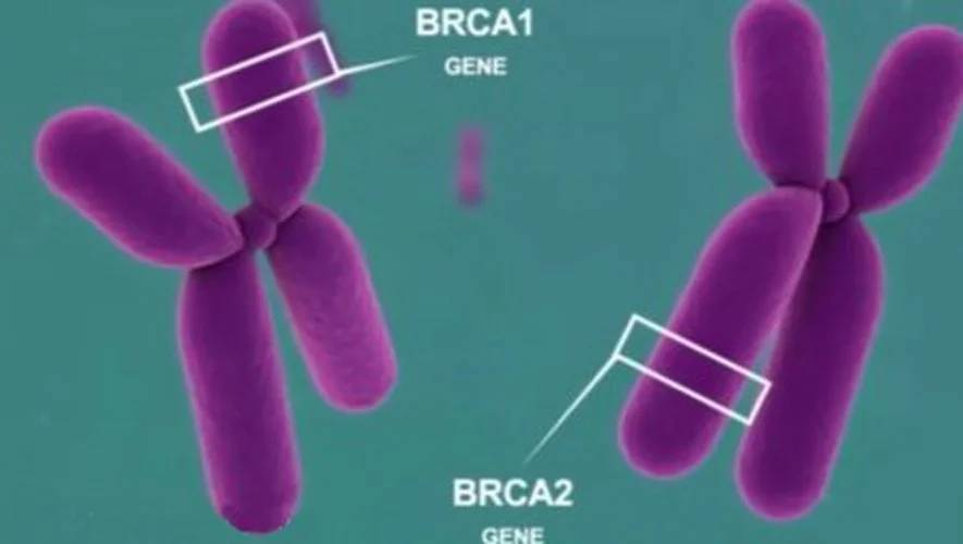 Мутация в гене brca1. Гены brca1/2. Мутации генов BRCA 1/2. Гены brca1 и brca2.