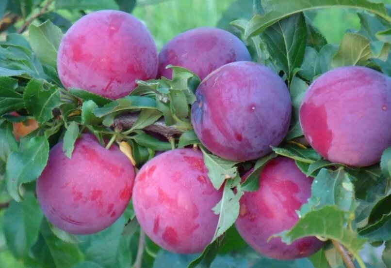 Кубанская комета - крымская алыча