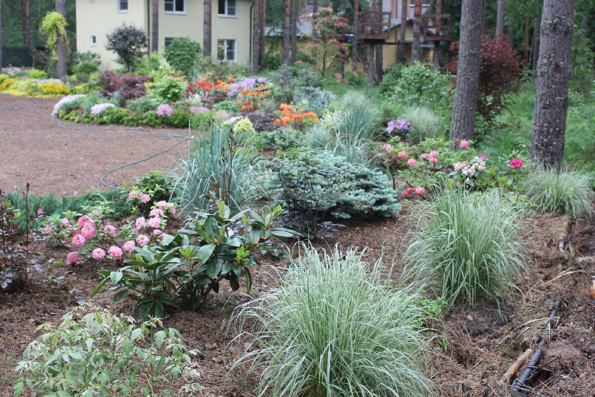 Июнь, цветение рододендронов оттеняет голубоватая листва моих злаков.