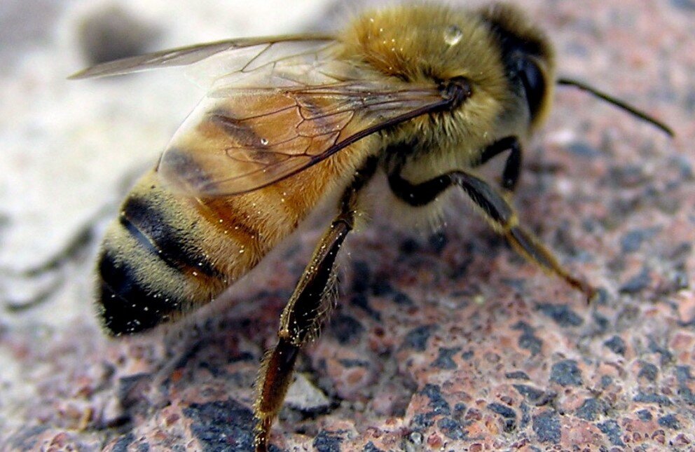 Желтая кавказская