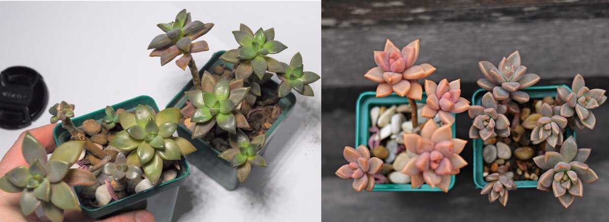 Это два одних и тех же горшка, слева это они сейчас, в конце зимы, справа это они же но на летнем выгуле. 