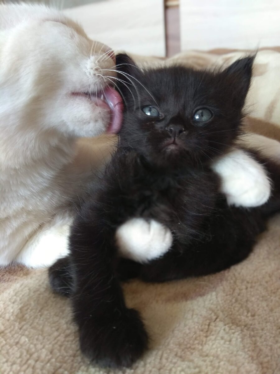  – Наверно, это Главный Кот...