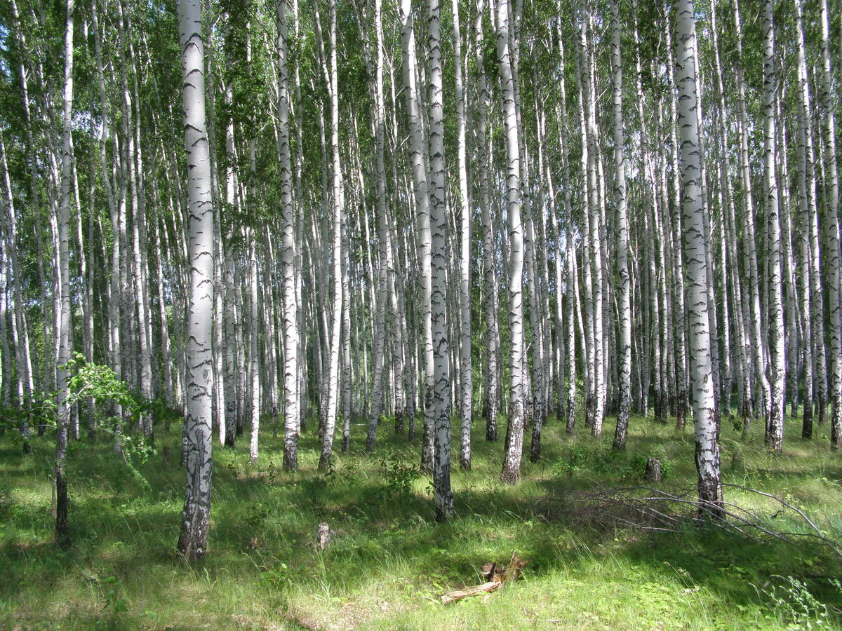 Моя работа)))