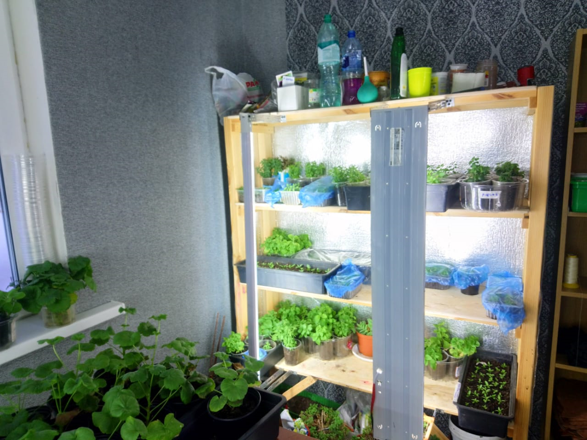 стеллаж с рассадой у жены
