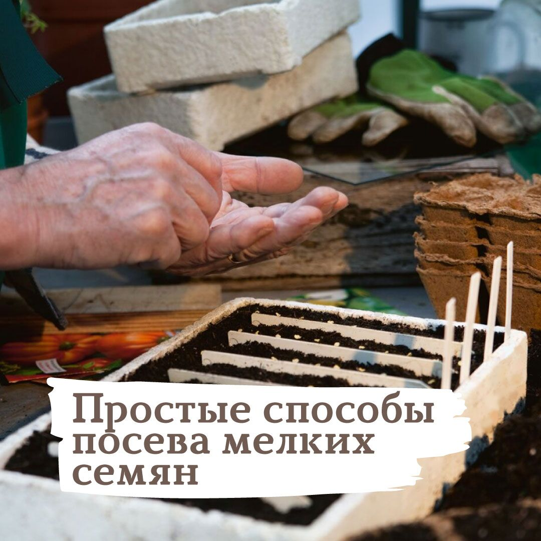 Яндекс картинки