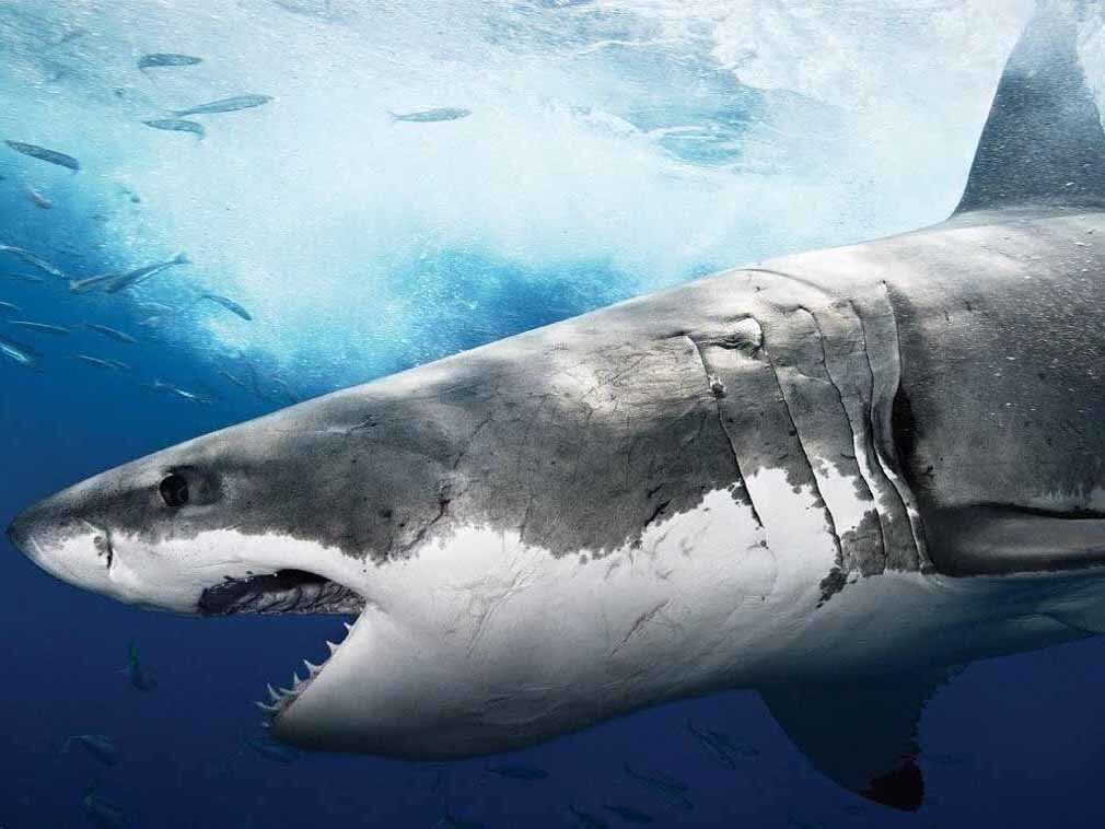 Акула в мире файролла. Акула мако большая. Большая белая акула (great white shark). Акула мегалодон. Рифовые акулы в египте.