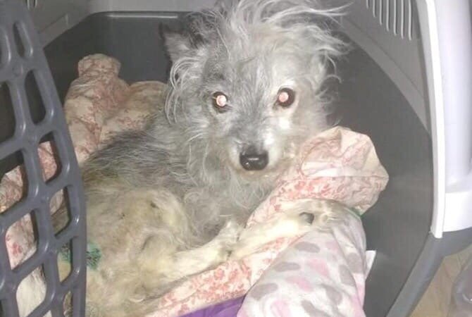 сбросил собаку. сбросил собаку. балкон для собаки. собачий приют в новокузнецке шанс на жизнь. собака вылетает в окно.