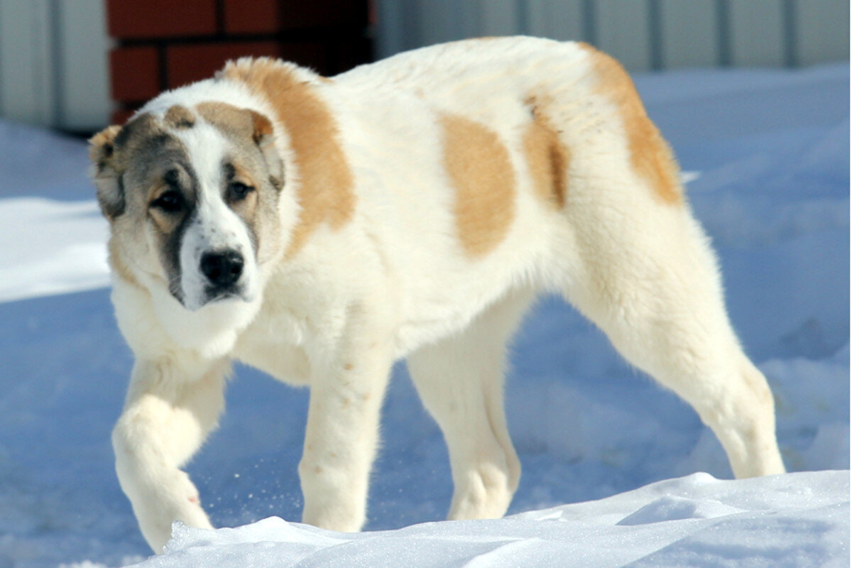 САО, он же Алабай. Яндекс картинки.