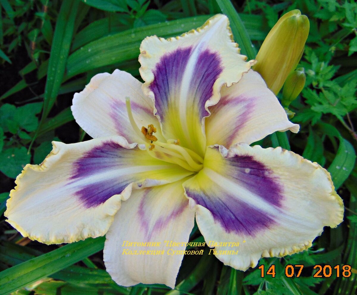 Лилейник — цветок удачи в наших садах