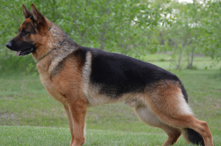 Немецкая овчарка. Фото с сайта allaboutdogs.ru