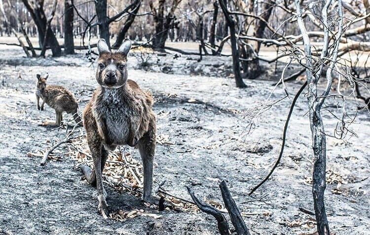 Кенгуру в сгоревших лесах заповедника Австралии. Фотограф Дэвид Ярроу.