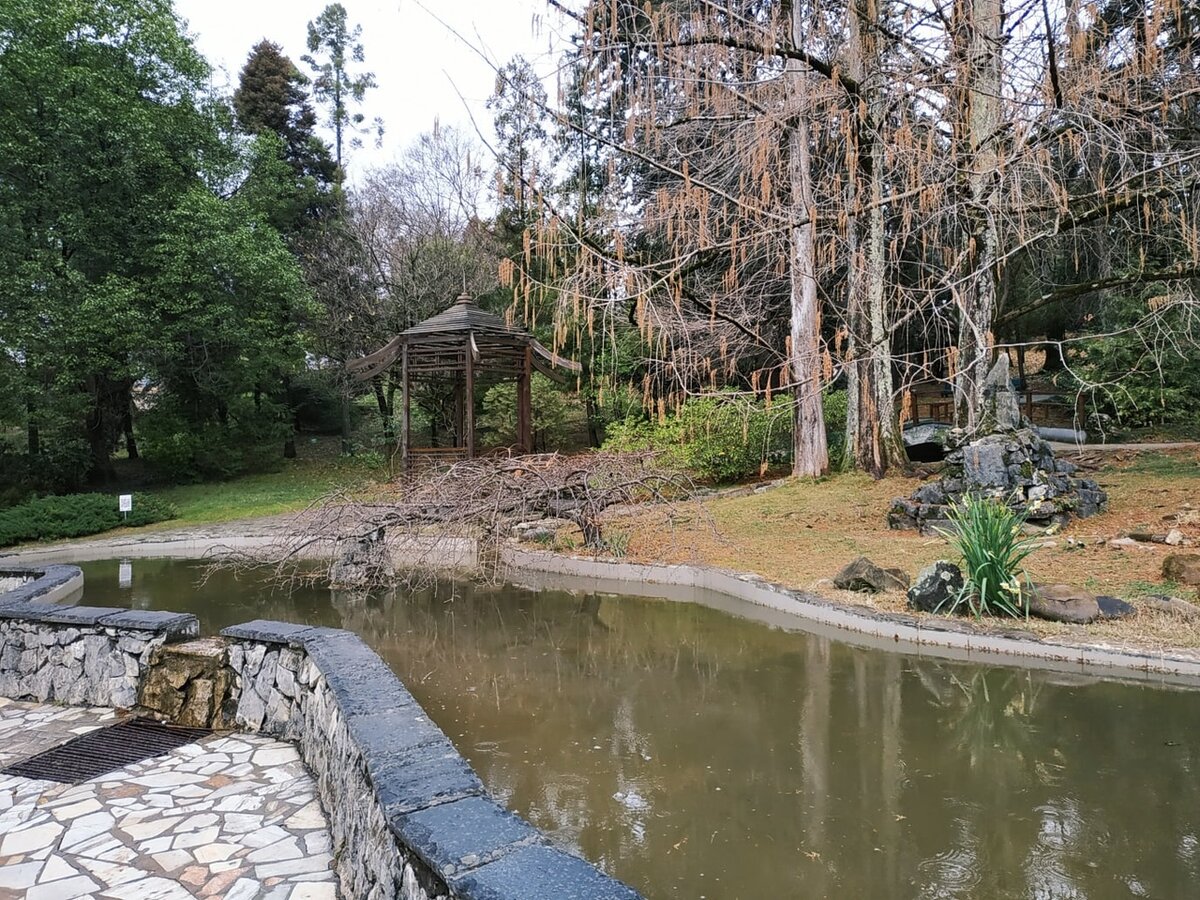 Дендрарий г. Сочи, фото автора