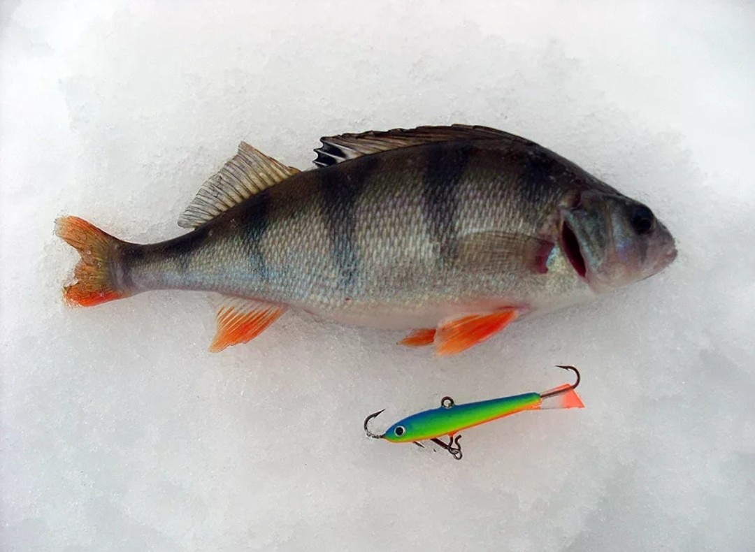 Фото взято из открытого источника