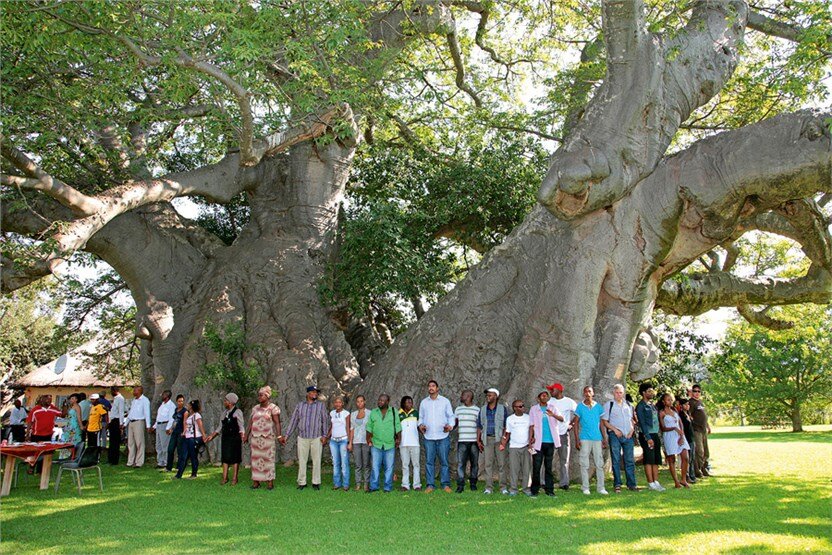 Дерево баобаб — мистический великан времени