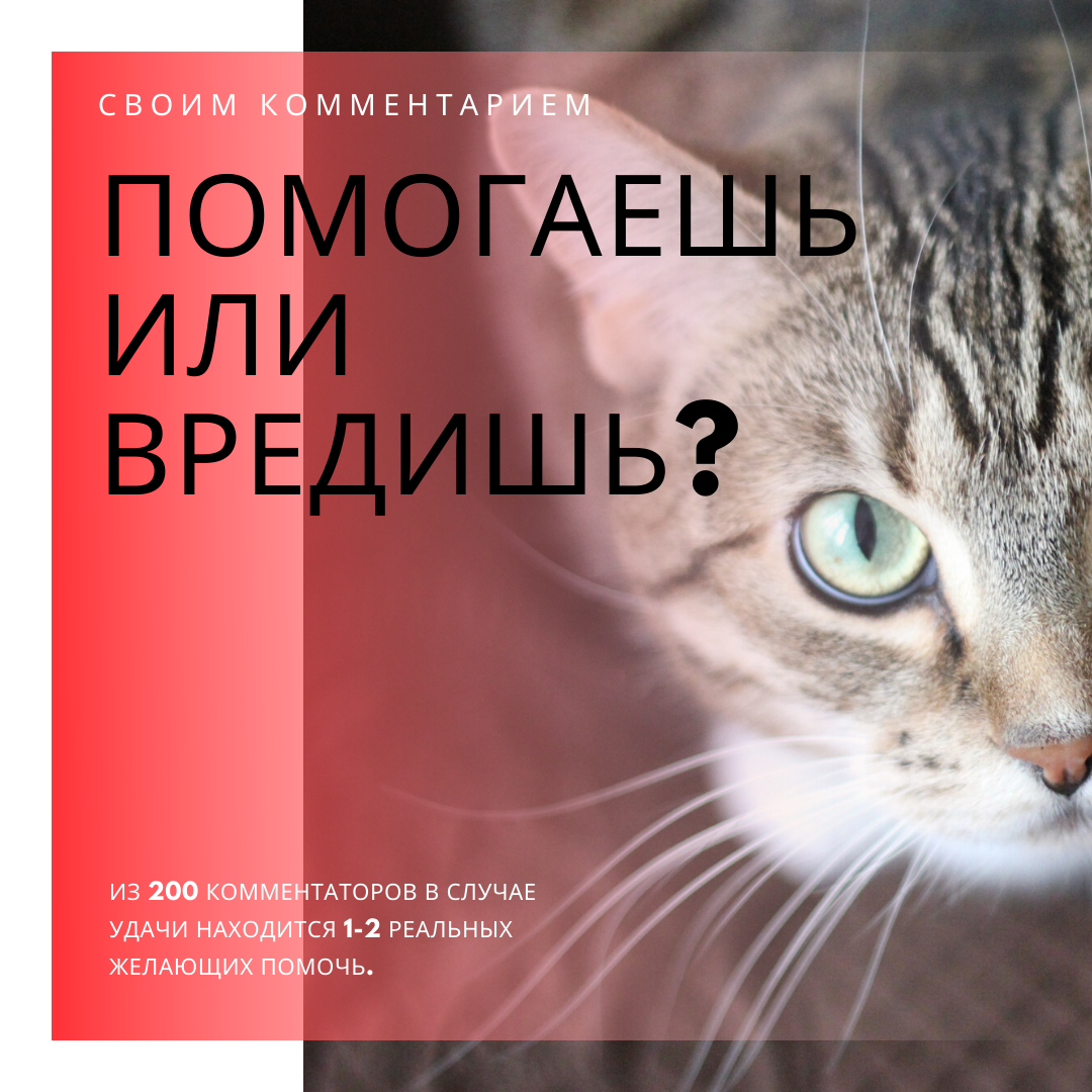 Публичными домыслами в адрес  зоозащитной команды можно навредить животному- незнающие правды люди испугаются и не позволят помочь.