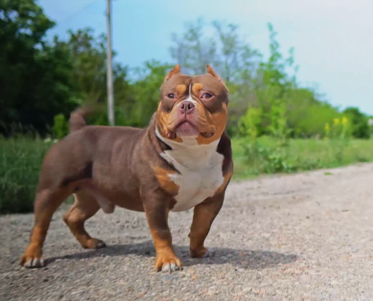 Американский Булли Экселент
