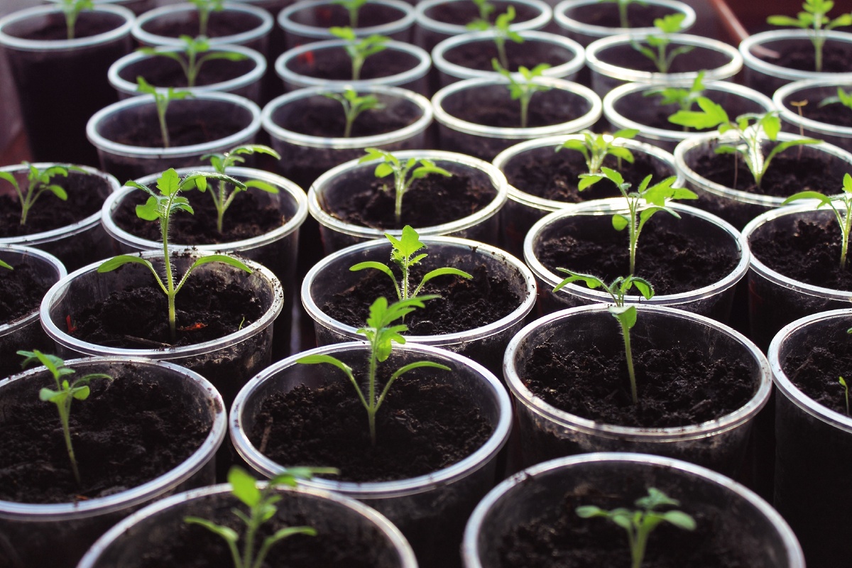 рассада может оказаться неудачной из-за элементарных ошибок садовода