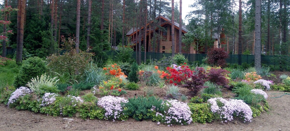 Тот флокс, что на правом краю снимка, практически никогда не получает прямых солнечных лучей - потому что эта часть террасы обращена строго на север. 