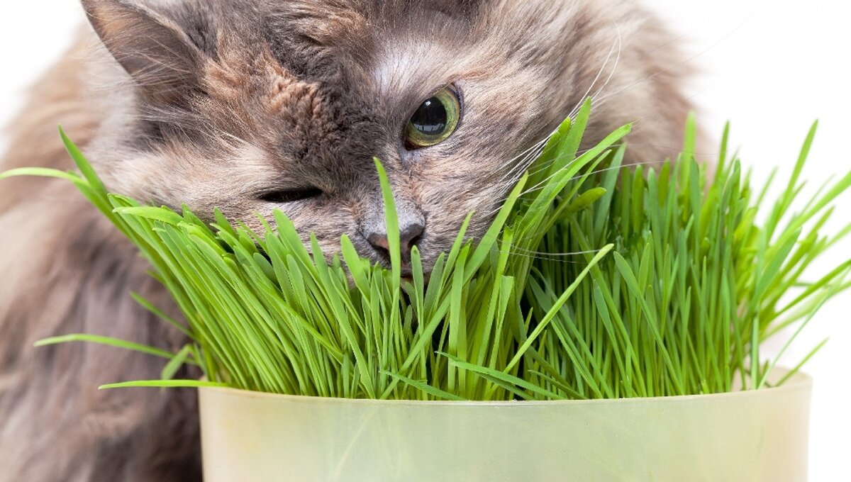 Фото кошачьей травы и счастливого кота из открытых источников.