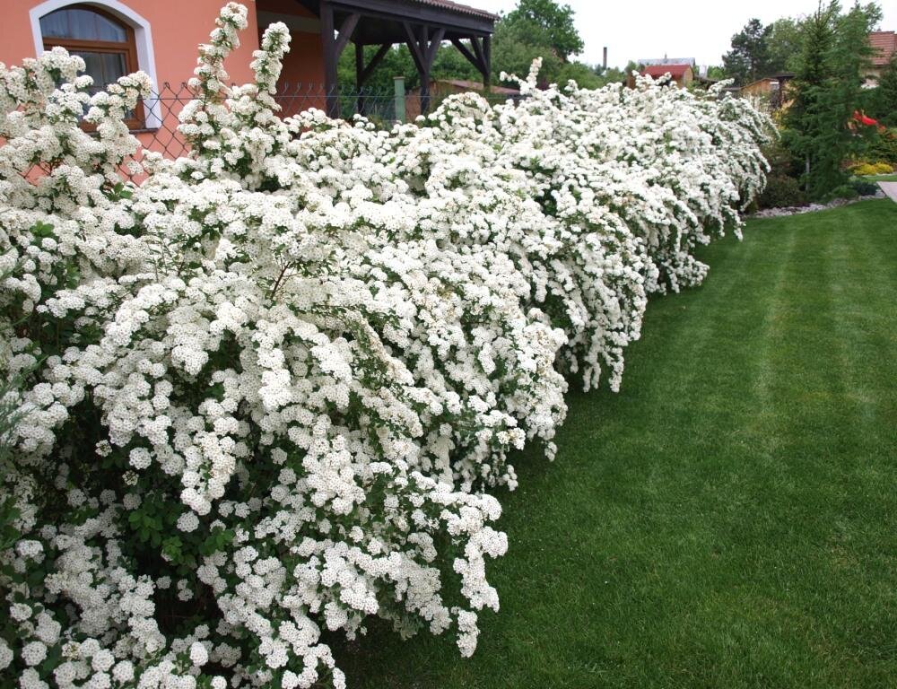 Спирея Вангутта (Spiraea vanhouttei)