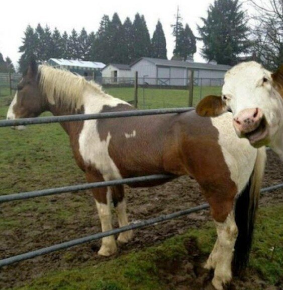 Никакого сочувствия.