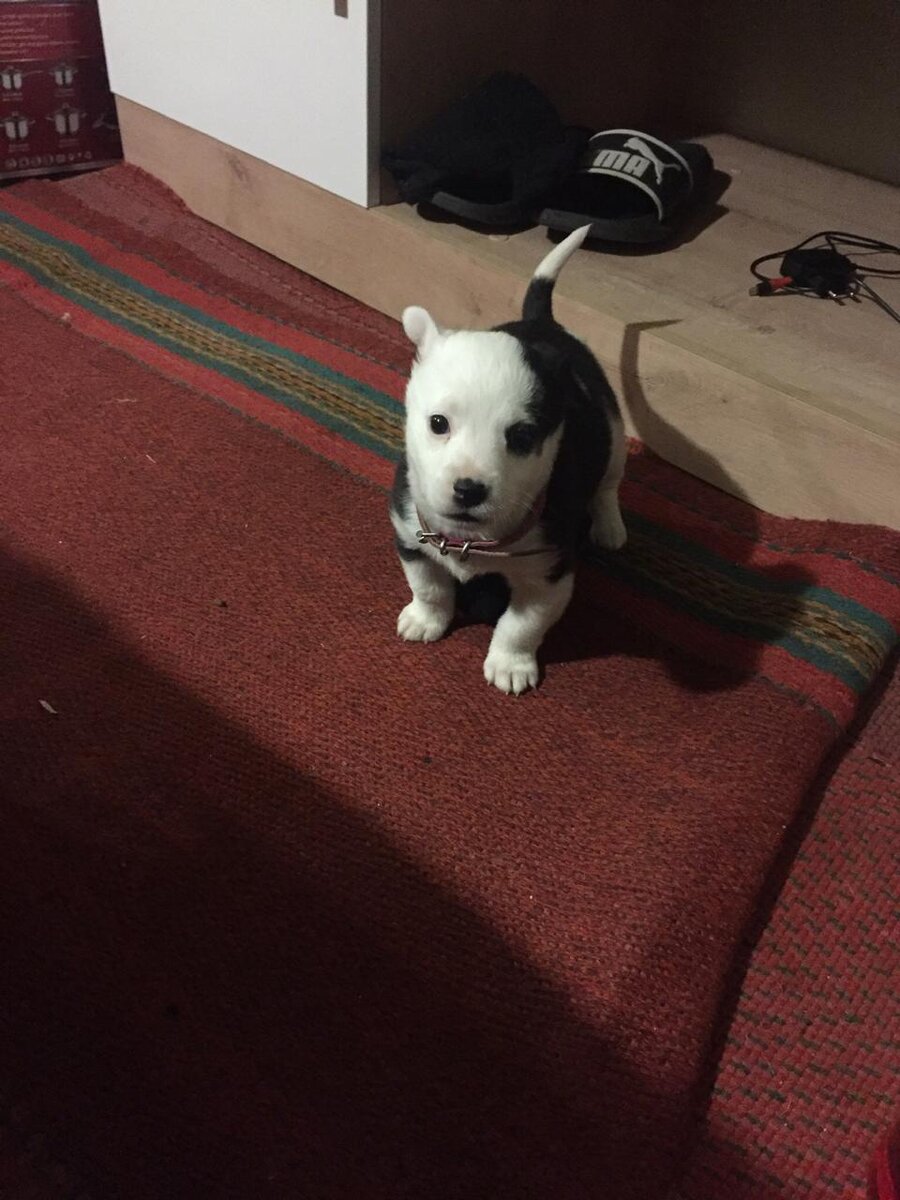 Щенок стаффа