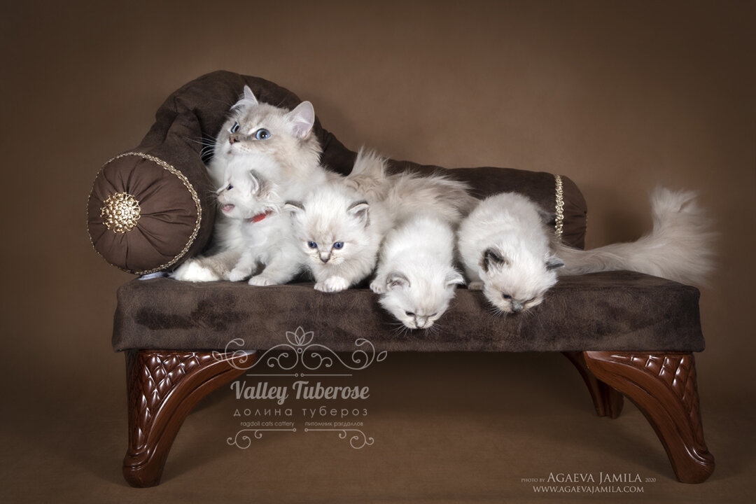 Герои нашего рассказа - котята рэгдолл из помета S