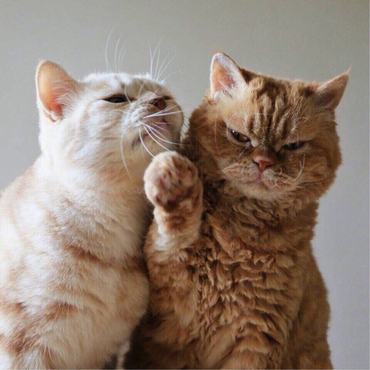 Парные фотки котов